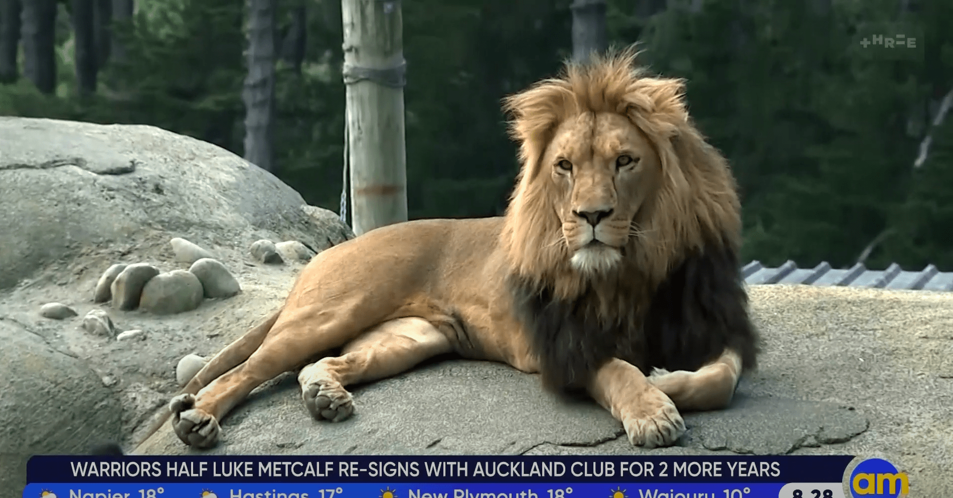 AM Show – Wellington Zoo Lion Encounter